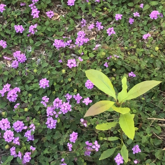 Meet your Posher, Bodhi - Picture 1 of 1